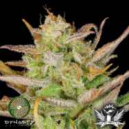 Dynasty Genetics Seeds Moose and Lobsta